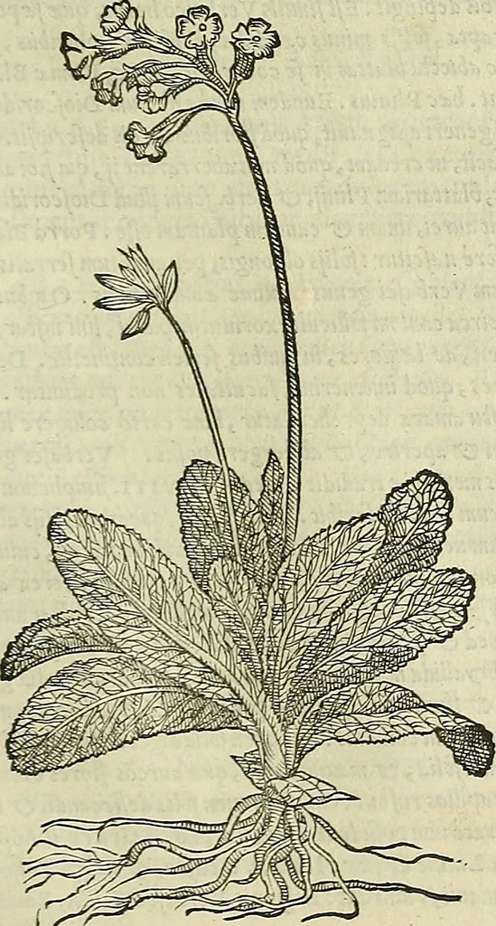 An illustration from Petri Andreae Matthioli Senensis serenissimi Principis Ferdinandi Archiducis Austriae & c., Medici, Commentarii secundo aucti : in libros sex Pedacii Dioscoridis Anazarbei de medica materia. Adiectis quàm plurimis plantarum, & animalium imaginibus quae in priore editione non habentur, eodem authore : his accessit eiusdem apologia adversus Amathum Lusitanum cum censura in eiusdem enarrationes, 1558, leaf 664