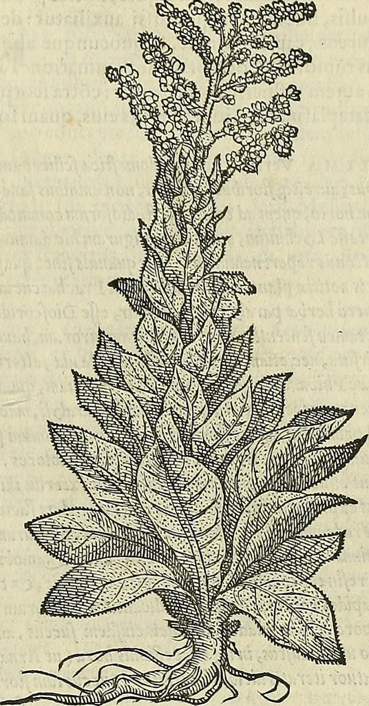 An illustration from Petri Andreae Matthioli Senensis serenissimi Principis Ferdinandi Archiducis Austriae & c., Medici, Commentarii secundo aucti : in libros sex Pedacii Dioscoridis Anazarbei de medica materia. Adiectis quàm plurimis plantarum, & animalium imaginibus quae in priore editione non habentur, eodem authore : his accessit eiusdem apologia adversus Amathum Lusitanum cum censura in eiusdem enarrationes, 1558, leaf 664