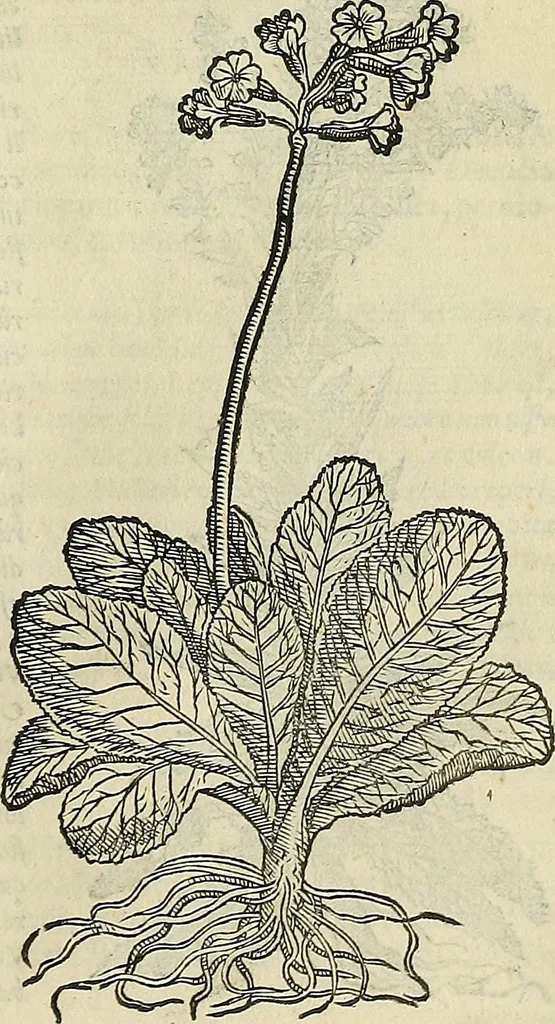 An illustration from Petri Andreae Matthioli Senensis serenissimi Principis Ferdinandi Archiducis Austriae & c., Medici, Commentarii secundo aucti : in libros sex Pedacii Dioscoridis Anazarbei de medica materia. Adiectis quàm plurimis plantarum, & animalium imaginibus quae in priore editione non habentur, eodem authore : his accessit eiusdem apologia adversus Amathum Lusitanum cum censura in eiusdem enarrationes, 1558, leaf 664