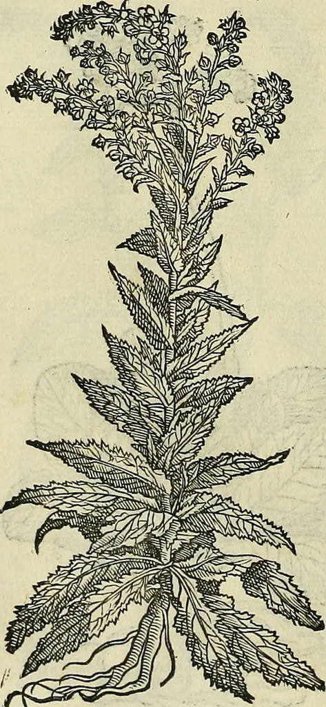 An illustration from Petri Andreae Matthioli Senensis serenissimi Principis Ferdinandi Archiducis Austriae & c., Medici, Commentarii secundo aucti : in libros sex Pedacii Dioscoridis Anazarbei de medica materia. Adiectis quàm plurimis plantarum, & animalium imaginibus quae in priore editione non habentur, eodem authore : his accessit eiusdem apologia adversus Amathum Lusitanum cum censura in eiusdem enarrationes, 1558, leaf 665
