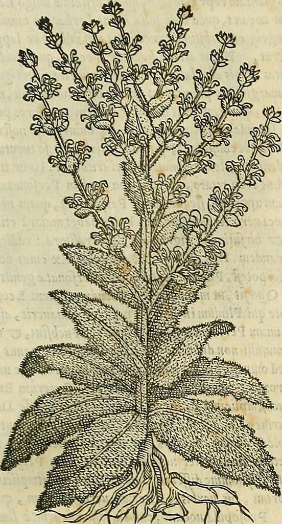 An illustration from Petri Andreae Matthioli Senensis serenissimi Principis Ferdinandi Archiducis Austriae & c., Medici, Commentarii secundo aucti : in libros sex Pedacii Dioscoridis Anazarbei de medica materia. Adiectis quàm plurimis plantarum, & animalium imaginibus quae in priore editione non habentur, eodem authore : his accessit eiusdem apologia adversus Amathum Lusitanum cum censura in eiusdem enarrationes, 1558, leaf 666