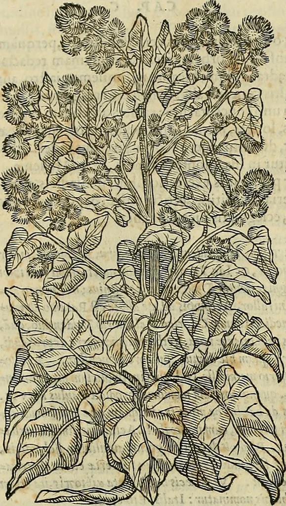 An illustration from Petri Andreae Matthioli Senensis serenissimi Principis Ferdinandi Archiducis Austriae & c., Medici, Commentarii secundo aucti : in libros sex Pedacii Dioscoridis Anazarbei de medica materia. Adiectis quàm plurimis plantarum, & animalium imaginibus quae in priore editione non habentur, eodem authore : his accessit eiusdem apologia adversus Amathum Lusitanum cum censura in eiusdem enarrationes, 1558, leaf 667