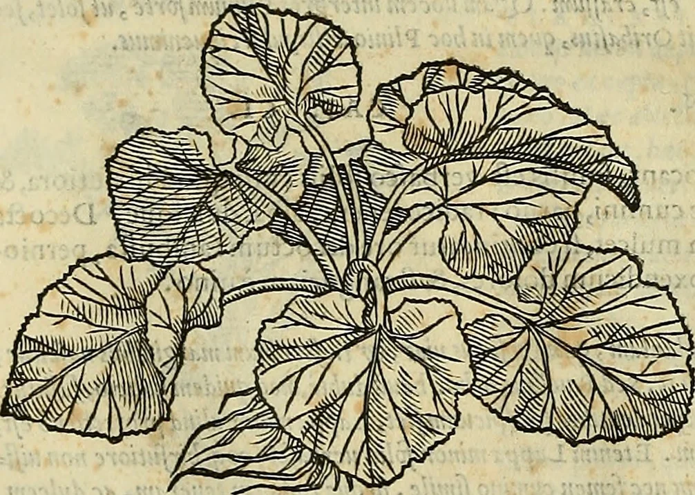 An illustration from Petri Andreae Matthioli Senensis serenissimi Principis Ferdinandi Archiducis Austriae & c., Medici, Commentarii secundo aucti : in libros sex Pedacii Dioscoridis Anazarbei de medica materia. Adiectis quàm plurimis plantarum, & animalium imaginibus quae in priore editione non habentur, eodem authore : his accessit eiusdem apologia adversus Amathum Lusitanum cum censura in eiusdem enarrationes, 1558, leaf 667