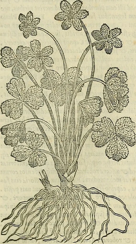 An illustration from Petri Andreae Matthioli Senensis serenissimi Principis Ferdinandi Archiducis Austriae & c., Medici, Commentarii secundo aucti : in libros sex Pedacii Dioscoridis Anazarbei de medica materia. Adiectis quàm plurimis plantarum, & animalium imaginibus quae in priore editione non habentur, eodem authore : his accessit eiusdem apologia adversus Amathum Lusitanum cum censura in eiusdem enarrationes, 1558, leaf 668