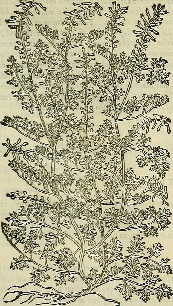 An illustration from Petri Andreae Matthioli Senensis serenissimi Principis Ferdinandi Archiducis Austriae & c., Medici, Commentarii secundo aucti : in libros sex Pedacii Dioscoridis Anazarbei de medica materia. Adiectis quàm plurimis plantarum, & animalium imaginibus quae in priore editione non habentur, eodem authore : his accessit eiusdem apologia adversus Amathum Lusitanum cum censura in eiusdem enarrationes, 1558, leaf 668