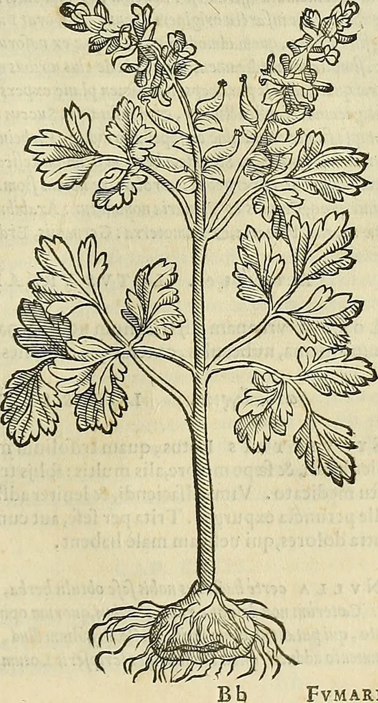 An illustration from Petri Andreae Matthioli Senensis serenissimi Principis Ferdinandi Archiducis Austriae & c., Medici, Commentarii secundo aucti : in libros sex Pedacii Dioscoridis Anazarbei de medica materia. Adiectis quàm plurimis plantarum, & animalium imaginibus quae in priore editione non habentur, eodem authore : his accessit eiusdem apologia adversus Amathum Lusitanum cum censura in eiusdem enarrationes, 1558, leaf 668
