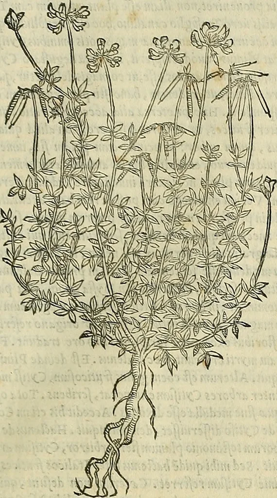 An illustration from Petri Andreae Matthioli Senensis serenissimi Principis Ferdinandi Archiducis Austriae & c., Medici, Commentarii secundo aucti : in libros sex Pedacii Dioscoridis Anazarbei de medica materia. Adiectis quàm plurimis plantarum, & animalium imaginibus quae in priore editione non habentur, eodem authore : his accessit eiusdem apologia adversus Amathum Lusitanum cum censura in eiusdem enarrationes, 1558, leaf 670