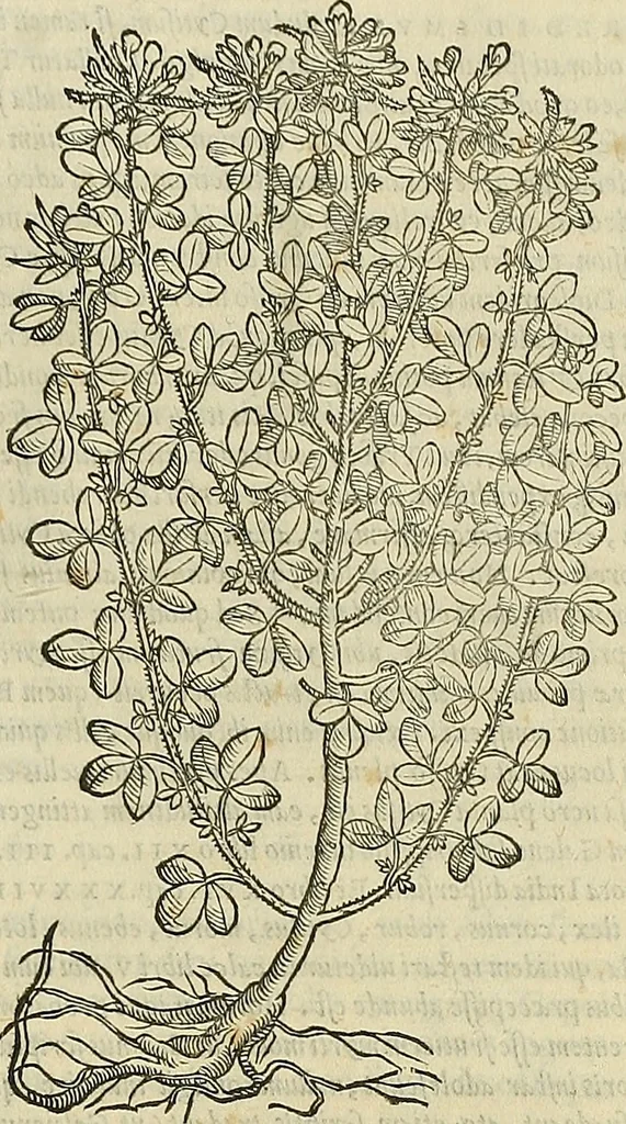 An illustration from Petri Andreae Matthioli Senensis serenissimi Principis Ferdinandi Archiducis Austriae & c., Medici, Commentarii secundo aucti : in libros sex Pedacii Dioscoridis Anazarbei de medica materia. Adiectis quàm plurimis plantarum, & animalium imaginibus quae in priore editione non habentur, eodem authore : his accessit eiusdem apologia adversus Amathum Lusitanum cum censura in eiusdem enarrationes, 1558, leaf 670