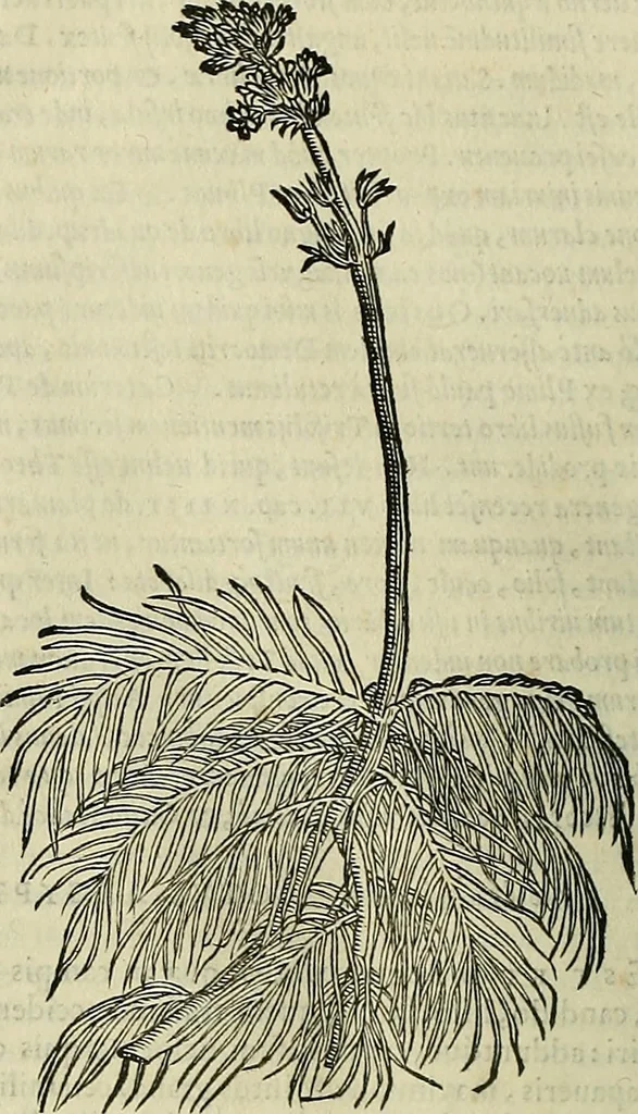 An illustration from Petri Andreae Matthioli Senensis serenissimi Principis Ferdinandi Archiducis Austriae & c., Medici, Commentarii secundo aucti : in libros sex Pedacii Dioscoridis Anazarbei de medica materia. Adiectis quàm plurimis plantarum, & animalium imaginibus quae in priore editione non habentur, eodem authore : his accessit eiusdem apologia adversus Amathum Lusitanum cum censura in eiusdem enarrationes, 1558, leaf 673