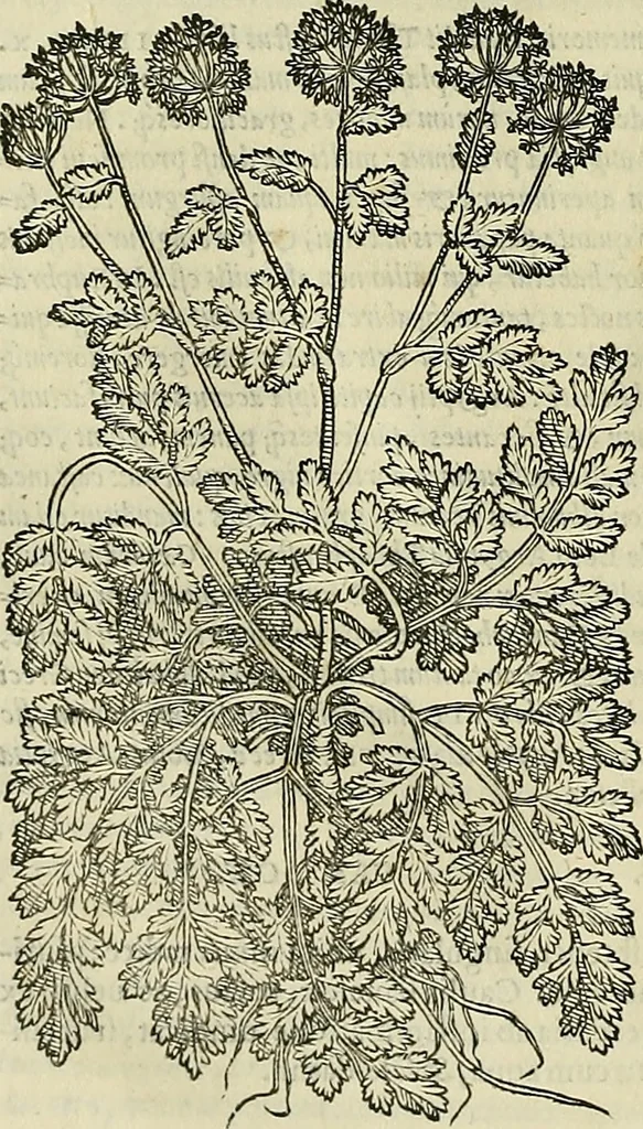 An illustration from Petri Andreae Matthioli Senensis serenissimi Principis Ferdinandi Archiducis Austriae & c., Medici, Commentarii secundo aucti : in libros sex Pedacii Dioscoridis Anazarbei de medica materia. Adiectis quàm plurimis plantarum, & animalium imaginibus quae in priore editione non habentur, eodem authore : his accessit eiusdem apologia adversus Amathum Lusitanum cum censura in eiusdem enarrationes, 1558, leaf 673