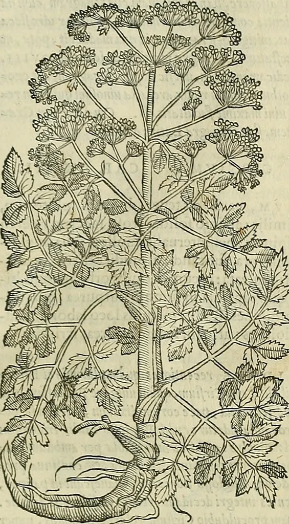 An illustration from Petri Andreae Matthioli Senensis serenissimi Principis Ferdinandi Archiducis Austriae & c., Medici, Commentarii secundo aucti : in libros sex Pedacii Dioscoridis Anazarbei de medica materia. Adiectis quàm plurimis plantarum, & animalium imaginibus quae in priore editione non habentur, eodem authore : his accessit eiusdem apologia adversus Amathum Lusitanum cum censura in eiusdem enarrationes, 1558, leaf 674