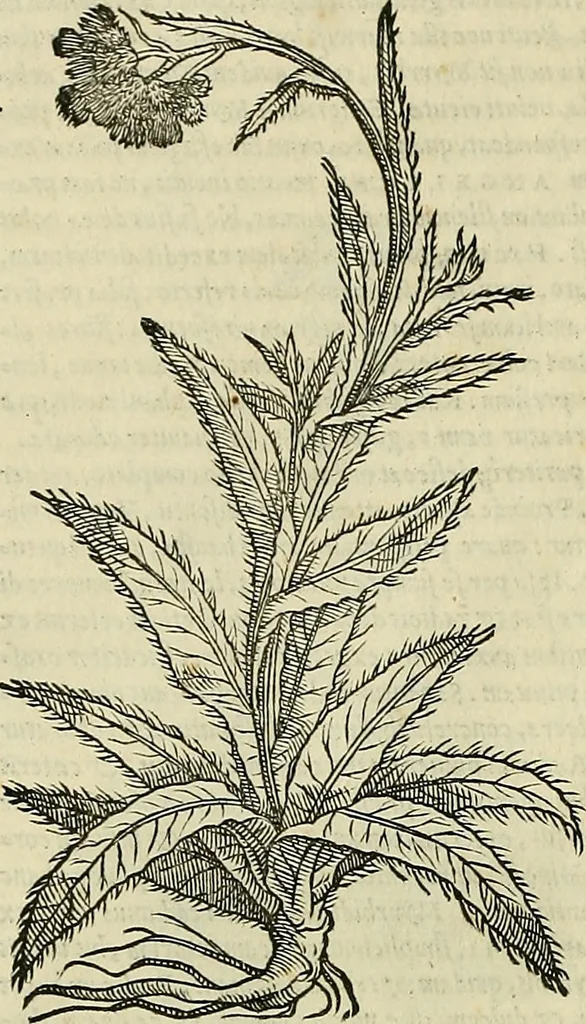 An illustration from Petri Andreae Matthioli Senensis serenissimi Principis Ferdinandi Archiducis Austriae & c., Medici, Commentarii secundo aucti : in libros sex Pedacii Dioscoridis Anazarbei de medica materia. Adiectis quàm plurimis plantarum, & animalium imaginibus quae in priore editione non habentur, eodem authore : his accessit eiusdem apologia adversus Amathum Lusitanum cum censura in eiusdem enarrationes, 1558, leaf 675