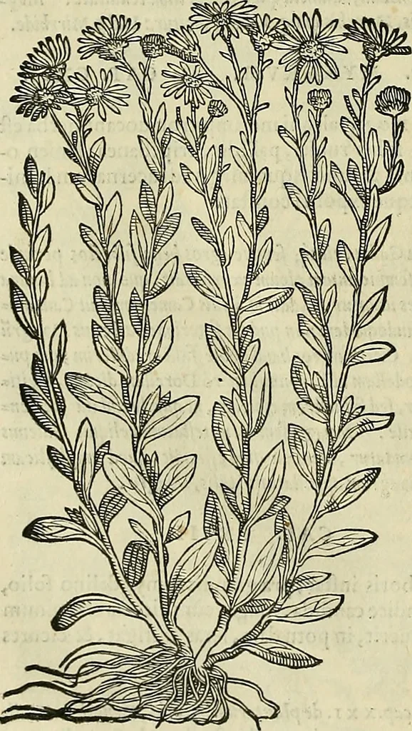 An illustration from Petri Andreae Matthioli Senensis serenissimi Principis Ferdinandi Archiducis Austriae & c., Medici, Commentarii secundo aucti : in libros sex Pedacii Dioscoridis Anazarbei de medica materia. Adiectis quàm plurimis plantarum, & animalium imaginibus quae in priore editione non habentur, eodem authore : his accessit eiusdem apologia adversus Amathum Lusitanum cum censura in eiusdem enarrationes, 1558, leaf 675