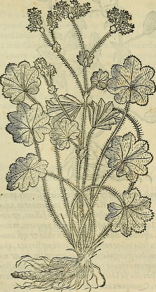 An illustration from Petri Andreae Matthioli Senensis serenissimi Principis Ferdinandi Archiducis Austriae & c., Medici, Commentarii secundo aucti : in libros sex Pedacii Dioscoridis Anazarbei de medica materia. Adiectis quàm plurimis plantarum, & animalium imaginibus quae in priore editione non habentur, eodem authore : his accessit eiusdem apologia adversus Amathum Lusitanum cum censura in eiusdem enarrationes, 1558, leaf 676