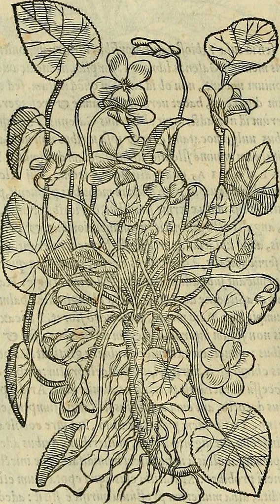 An illustration from Petri Andreae Matthioli Senensis serenissimi Principis Ferdinandi Archiducis Austriae & c., Medici, Commentarii secundo aucti : in libros sex Pedacii Dioscoridis Anazarbei de medica materia. Adiectis quàm plurimis plantarum, & animalium imaginibus quae in priore editione non habentur, eodem authore : his accessit eiusdem apologia adversus Amathum Lusitanum cum censura in eiusdem enarrationes, 1558, leaf 677