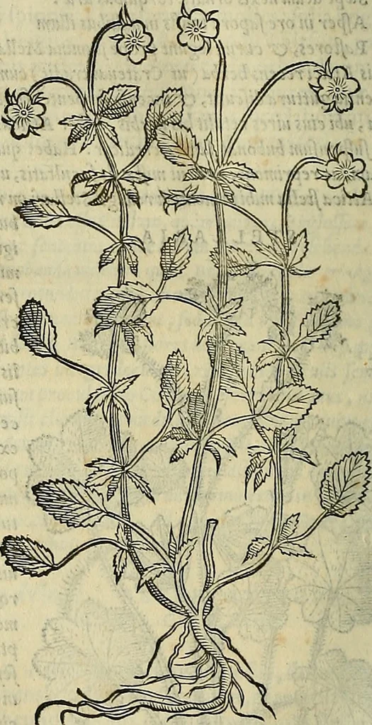 An illustration from Petri Andreae Matthioli Senensis serenissimi Principis Ferdinandi Archiducis Austriae & c., Medici, Commentarii secundo aucti : in libros sex Pedacii Dioscoridis Anazarbei de medica materia. Adiectis quàm plurimis plantarum, & animalium imaginibus quae in priore editione non habentur, eodem authore : his accessit eiusdem apologia adversus Amathum Lusitanum cum censura in eiusdem enarrationes, 1558, leaf 677