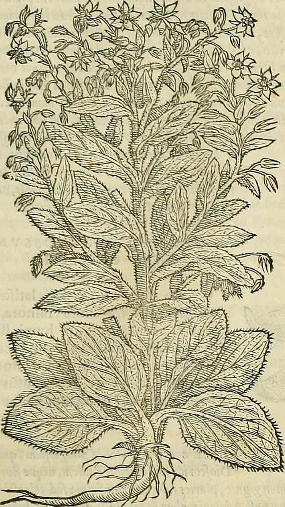 An illustration from Petri Andreae Matthioli Senensis serenissimi Principis Ferdinandi Archiducis Austriae & c., Medici, Commentarii secundo aucti : in libros sex Pedacii Dioscoridis Anazarbei de medica materia. Adiectis quàm plurimis plantarum, & animalium imaginibus quae in priore editione non habentur, eodem authore : his accessit eiusdem apologia adversus Amathum Lusitanum cum censura in eiusdem enarrationes, 1558, leaf 680