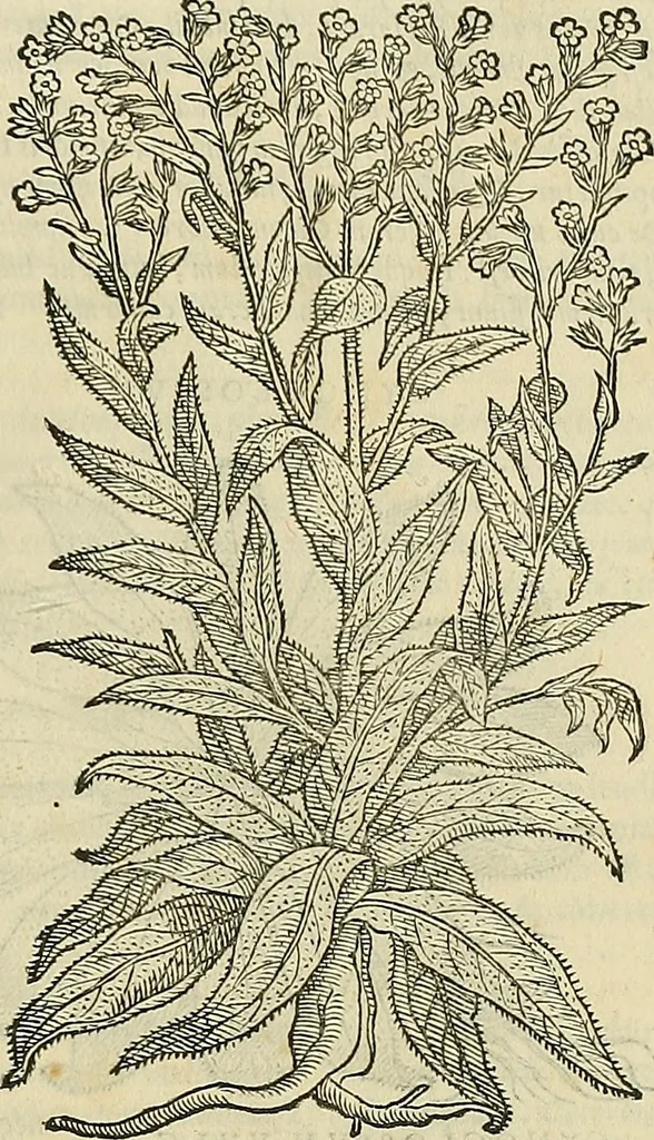 An illustration from Petri Andreae Matthioli Senensis serenissimi Principis Ferdinandi Archiducis Austriae & c., Medici, Commentarii secundo aucti : in libros sex Pedacii Dioscoridis Anazarbei de medica materia. Adiectis quàm plurimis plantarum, & animalium imaginibus quae in priore editione non habentur, eodem authore : his accessit eiusdem apologia adversus Amathum Lusitanum cum censura in eiusdem enarrationes, 1558, leaf 680