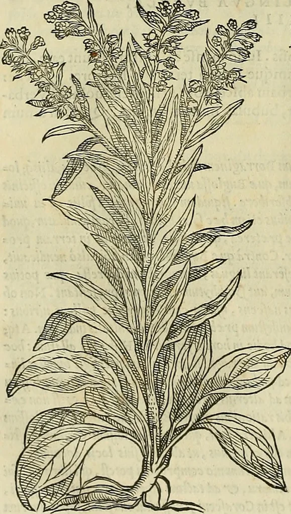 An illustration from Petri Andreae Matthioli Senensis serenissimi Principis Ferdinandi Archiducis Austriae & c., Medici, Commentarii secundo aucti : in libros sex Pedacii Dioscoridis Anazarbei de medica materia. Adiectis quàm plurimis plantarum, & animalium imaginibus quae in priore editione non habentur, eodem authore : his accessit eiusdem apologia adversus Amathum Lusitanum cum censura in eiusdem enarrationes, 1558, leaf 681
