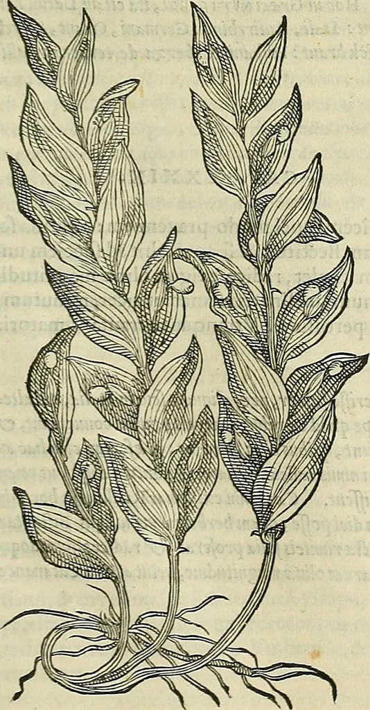 An illustration from Petri Andreae Matthioli Senensis serenissimi Principis Ferdinandi Archiducis Austriae & c., Medici, Commentarii secundo aucti : in libros sex Pedacii Dioscoridis Anazarbei de medica materia. Adiectis quàm plurimis plantarum, & animalium imaginibus quae in priore editione non habentur, eodem authore : his accessit eiusdem apologia adversus Amathum Lusitanum cum censura in eiusdem enarrationes, 1558, leaf 682