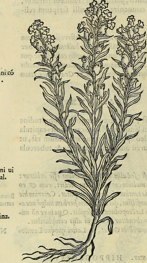 An illustration from Petri Andreae Matthioli Senensis serenissimi Principis Ferdinandi Archiducis Austriae & c., Medici, Commentarii secundo aucti : in libros sex Pedacii Dioscoridis Anazarbei de medica materia. Adiectis quàm plurimis plantarum, & animalium imaginibus quae in priore editione non habentur, eodem authore : his accessit eiusdem apologia adversus Amathum Lusitanum cum censura in eiusdem enarrationes, 1558, leaf 683
