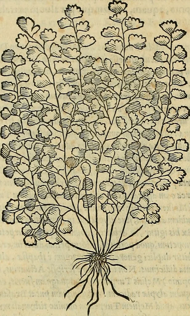 An illustration from Petri Andreae Matthioli Senensis serenissimi Principis Ferdinandi Archiducis Austriae & c., Medici, Commentarii secundo aucti : in libros sex Pedacii Dioscoridis Anazarbei de medica materia. Adiectis quàm plurimis plantarum, & animalium imaginibus quae in priore editione non habentur, eodem authore : his accessit eiusdem apologia adversus Amathum Lusitanum cum censura in eiusdem enarrationes, 1558, leaf 685