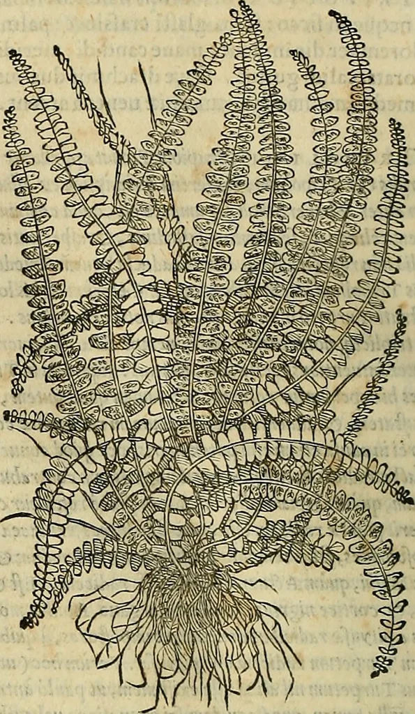 An illustration from Petri Andreae Matthioli Senensis serenissimi Principis Ferdinandi Archiducis Austriae & c., Medici, Commentarii secundo aucti : in libros sex Pedacii Dioscoridis Anazarbei de medica materia. Adiectis quàm plurimis plantarum, & animalium imaginibus quae in priore editione non habentur, eodem authore : his accessit eiusdem apologia adversus Amathum Lusitanum cum censura in eiusdem enarrationes, 1558, leaf 685