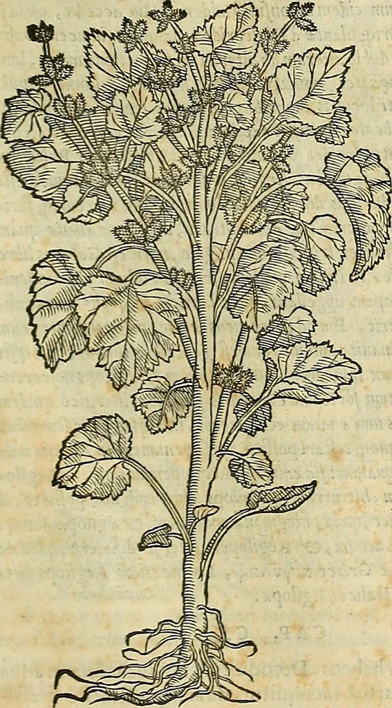 An illustration from Petri Andreae Matthioli Senensis serenissimi Principis Ferdinandi Archiducis Austriae & c., Medici, Commentarii secundo aucti : in libros sex Pedacii Dioscoridis Anazarbei de medica materia. Adiectis quàm plurimis plantarum, & animalium imaginibus quae in priore editione non habentur, eodem authore : his accessit eiusdem apologia adversus Amathum Lusitanum cum censura in eiusdem enarrationes, 1558, leaf 686