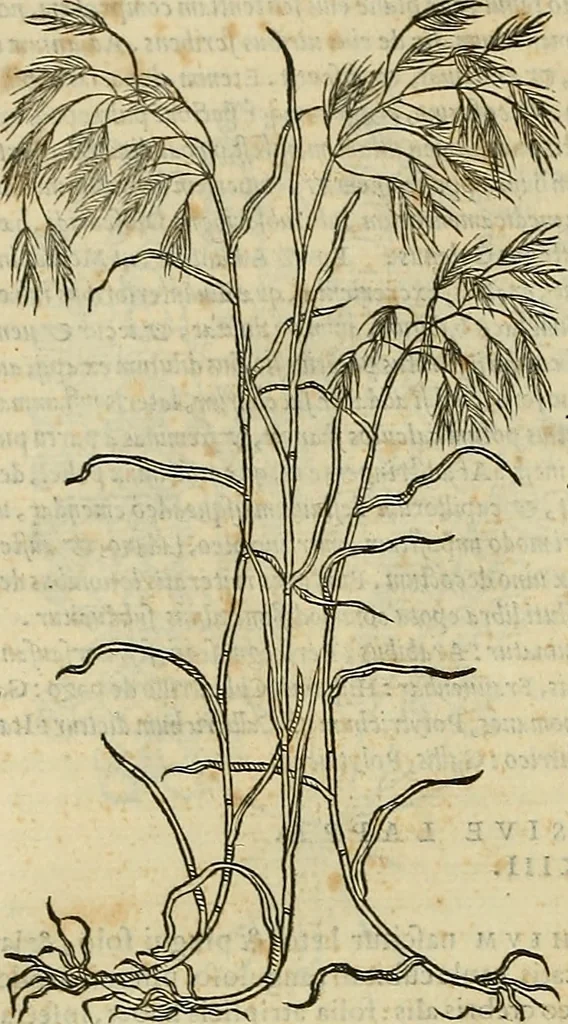 An illustration from Petri Andreae Matthioli Senensis serenissimi Principis Ferdinandi Archiducis Austriae & c., Medici, Commentarii secundo aucti : in libros sex Pedacii Dioscoridis Anazarbei de medica materia. Adiectis quàm plurimis plantarum, & animalium imaginibus quae in priore editione non habentur, eodem authore : his accessit eiusdem apologia adversus Amathum Lusitanum cum censura in eiusdem enarrationes, 1558, leaf 687