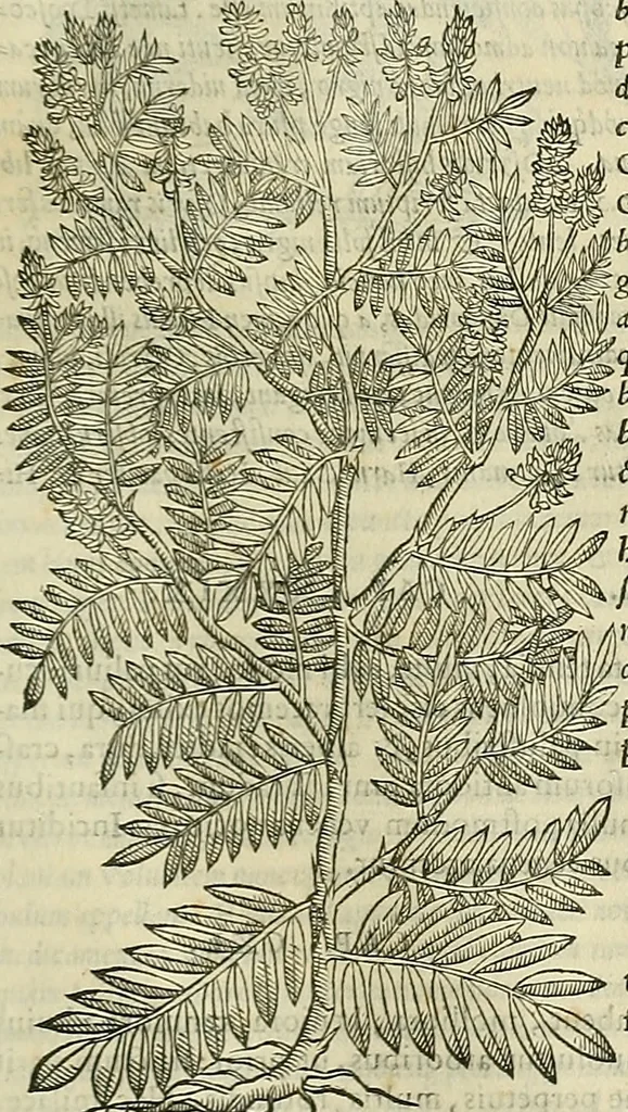 An illustration from Petri Andreae Matthioli Senensis serenissimi Principis Ferdinandi Archiducis Austriae & c., Medici, Commentarii secundo aucti : in libros sex Pedacii Dioscoridis Anazarbei de medica materia. Adiectis quàm plurimis plantarum, & animalium imaginibus quae in priore editione non habentur, eodem authore : his accessit eiusdem apologia adversus Amathum Lusitanum cum censura in eiusdem enarrationes, 1558, leaf 688