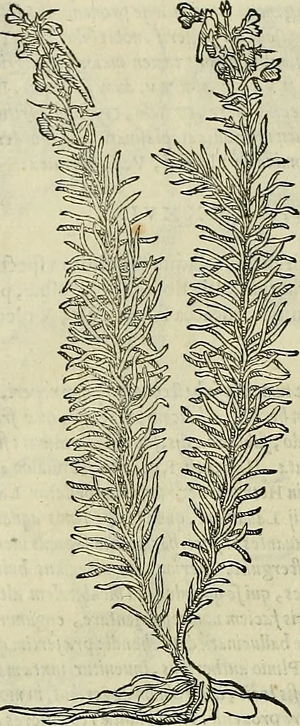An illustration from Petri Andreae Matthioli Senensis serenissimi Principis Ferdinandi Archiducis Austriae & c., Medici, Commentarii secundo aucti : in libros sex Pedacii Dioscoridis Anazarbei de medica materia. Adiectis quàm plurimis plantarum, & animalium imaginibus quae in priore editione non habentur, eodem authore : his accessit eiusdem apologia adversus Amathum Lusitanum cum censura in eiusdem enarrationes, 1558, leaf 689