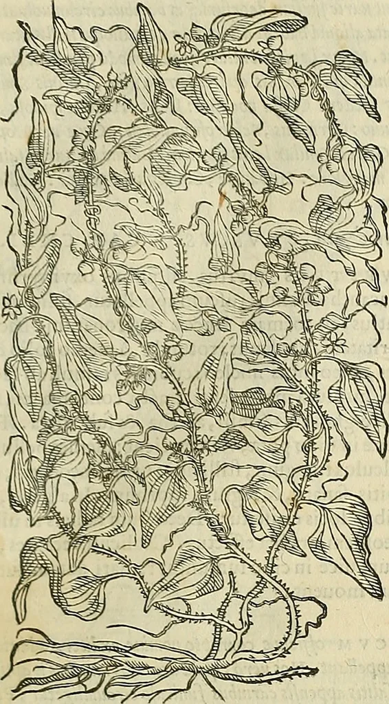 An illustration from Petri Andreae Matthioli Senensis serenissimi Principis Ferdinandi Archiducis Austriae & c., Medici, Commentarii secundo aucti : in libros sex Pedacii Dioscoridis Anazarbei de medica materia. Adiectis quàm plurimis plantarum, & animalium imaginibus quae in priore editione non habentur, eodem authore : his accessit eiusdem apologia adversus Amathum Lusitanum cum censura in eiusdem enarrationes, 1558, leaf 690