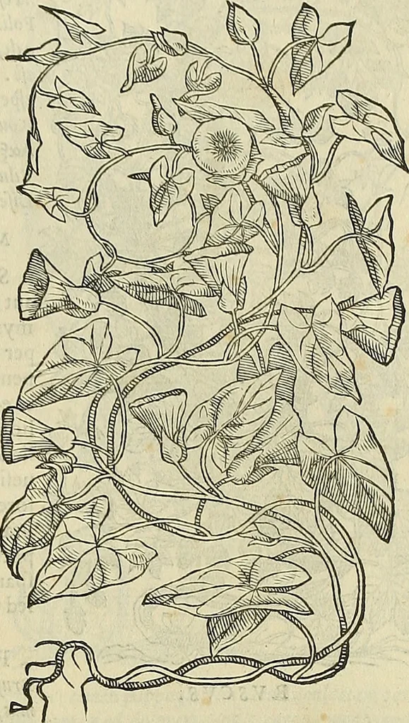 An illustration from Petri Andreae Matthioli Senensis serenissimi Principis Ferdinandi Archiducis Austriae & c., Medici, Commentarii secundo aucti : in libros sex Pedacii Dioscoridis Anazarbei de medica materia. Adiectis quàm plurimis plantarum, & animalium imaginibus quae in priore editione non habentur, eodem authore : his accessit eiusdem apologia adversus Amathum Lusitanum cum censura in eiusdem enarrationes, 1558, leaf 690