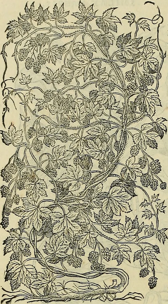 An illustration from Petri Andreae Matthioli Senensis serenissimi Principis Ferdinandi Archiducis Austriae & c., Medici, Commentarii secundo aucti : in libros sex Pedacii Dioscoridis Anazarbei de medica materia. Adiectis quàm plurimis plantarum, & animalium imaginibus quae in priore editione non habentur, eodem authore : his accessit eiusdem apologia adversus Amathum Lusitanum cum censura in eiusdem enarrationes, 1558, leaf 691