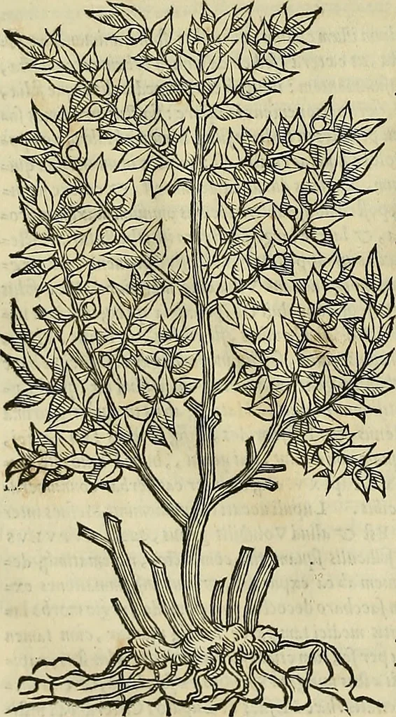 An illustration from Petri Andreae Matthioli Senensis serenissimi Principis Ferdinandi Archiducis Austriae & c., Medici, Commentarii secundo aucti : in libros sex Pedacii Dioscoridis Anazarbei de medica materia. Adiectis quàm plurimis plantarum, & animalium imaginibus quae in priore editione non habentur, eodem authore : his accessit eiusdem apologia adversus Amathum Lusitanum cum censura in eiusdem enarrationes, 1558, leaf 691