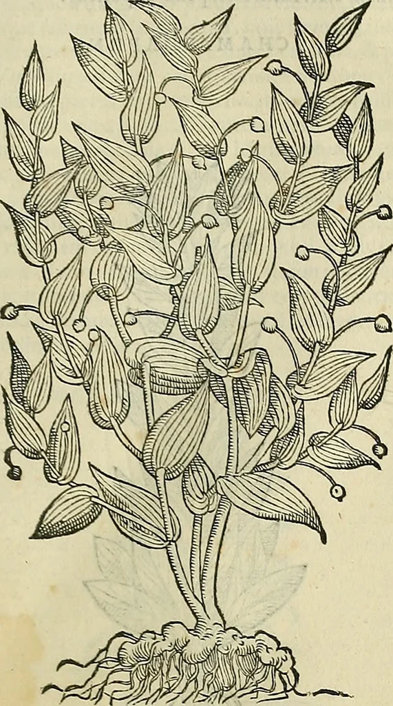 An illustration from Petri Andreae Matthioli Senensis serenissimi Principis Ferdinandi Archiducis Austriae & c., Medici, Commentarii secundo aucti : in libros sex Pedacii Dioscoridis Anazarbei de medica materia. Adiectis quàm plurimis plantarum, & animalium imaginibus quae in priore editione non habentur, eodem authore : his accessit eiusdem apologia adversus Amathum Lusitanum cum censura in eiusdem enarrationes, 1558, leaf 692