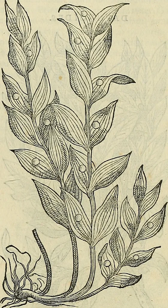 An illustration from Petri Andreae Matthioli Senensis serenissimi Principis Ferdinandi Archiducis Austriae & c., Medici, Commentarii secundo aucti : in libros sex Pedacii Dioscoridis Anazarbei de medica materia. Adiectis quàm plurimis plantarum, & animalium imaginibus quae in priore editione non habentur, eodem authore : his accessit eiusdem apologia adversus Amathum Lusitanum cum censura in eiusdem enarrationes, 1558, leaf 692