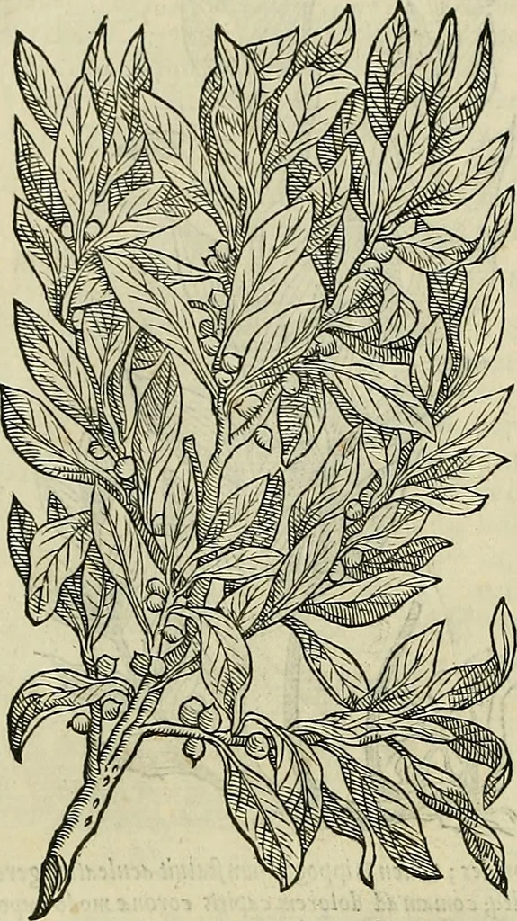 An illustration from Petri Andreae Matthioli Senensis serenissimi Principis Ferdinandi Archiducis Austriae & c., Medici, Commentarii secundo aucti : in libros sex Pedacii Dioscoridis Anazarbei de medica materia. Adiectis quàm plurimis plantarum, & animalium imaginibus quae in priore editione non habentur, eodem authore : his accessit eiusdem apologia adversus Amathum Lusitanum cum censura in eiusdem enarrationes, 1558, leaf 693