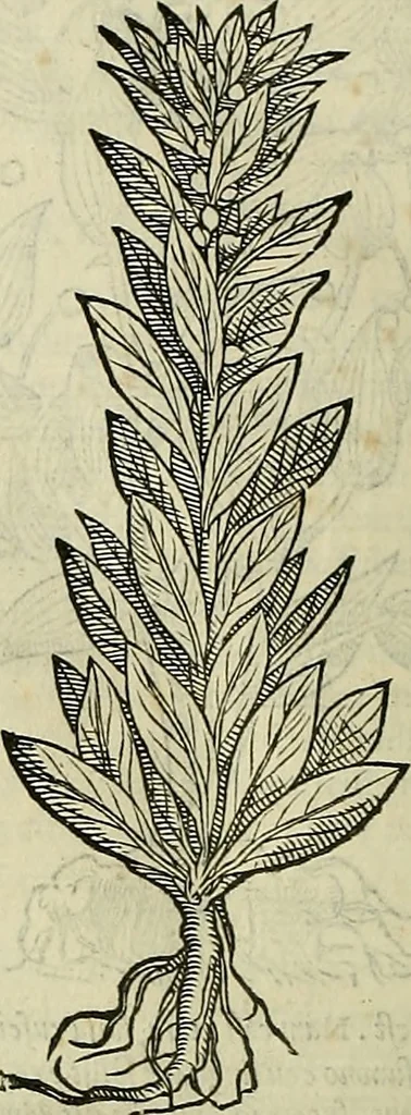 An illustration from Petri Andreae Matthioli Senensis serenissimi Principis Ferdinandi Archiducis Austriae & c., Medici, Commentarii secundo aucti : in libros sex Pedacii Dioscoridis Anazarbei de medica materia. Adiectis quàm plurimis plantarum, & animalium imaginibus quae in priore editione non habentur, eodem authore : his accessit eiusdem apologia adversus Amathum Lusitanum cum censura in eiusdem enarrationes, 1558, leaf 693