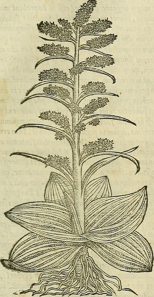 An illustration from Petri Andreae Matthioli Senensis serenissimi Principis Ferdinandi Archiducis Austriae & c., Medici, Commentarii secundo aucti : in libros sex Pedacii Dioscoridis Anazarbei de medica materia. Adiectis quàm plurimis plantarum, & animalium imaginibus quae in priore editione non habentur, eodem authore : his accessit eiusdem apologia adversus Amathum Lusitanum cum censura in eiusdem enarrationes, 1558, leaf 694