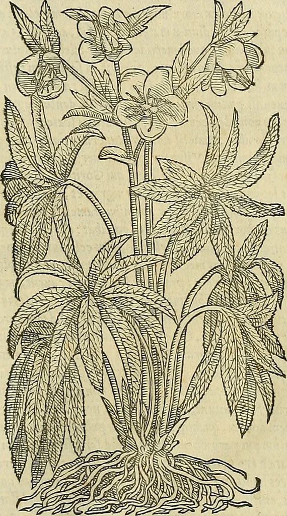 An illustration from Petri Andreae Matthioli Senensis serenissimi Principis Ferdinandi Archiducis Austriae & c., Medici, Commentarii secundo aucti : in libros sex Pedacii Dioscoridis Anazarbei de medica materia. Adiectis quàm plurimis plantarum, & animalium imaginibus quae in priore editione non habentur, eodem authore : his accessit eiusdem apologia adversus Amathum Lusitanum cum censura in eiusdem enarrationes, 1558, leaf 694