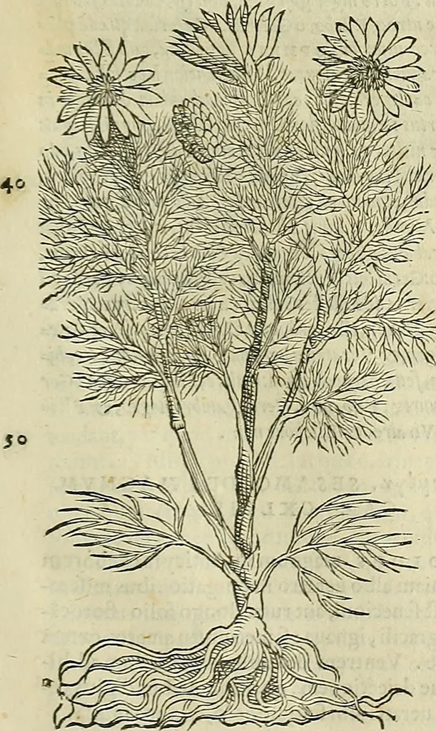 An illustration from Petri Andreae Matthioli Senensis serenissimi Principis Ferdinandi Archiducis Austriae & c., Medici, Commentarii secundo aucti : in libros sex Pedacii Dioscoridis Anazarbei de medica materia. Adiectis quàm plurimis plantarum, & animalium imaginibus quae in priore editione non habentur, eodem authore : his accessit eiusdem apologia adversus Amathum Lusitanum cum censura in eiusdem enarrationes, 1558, leaf 696