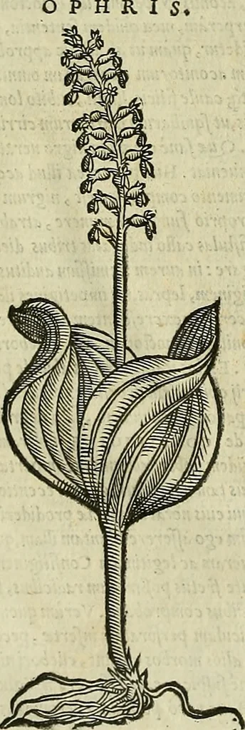 An illustration from Petri Andreae Matthioli Senensis serenissimi Principis Ferdinandi Archiducis Austriae & c., Medici, Commentarii secundo aucti : in libros sex Pedacii Dioscoridis Anazarbei de medica materia. Adiectis quàm plurimis plantarum, & animalium imaginibus quae in priore editione non habentur, eodem authore : his accessit eiusdem apologia adversus Amathum Lusitanum cum censura in eiusdem enarrationes, 1558, leaf 697