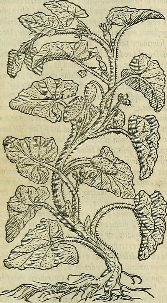 An illustration from Petri Andreae Matthioli Senensis serenissimi Principis Ferdinandi Archiducis Austriae & c., Medici, Commentarii secundo aucti : in libros sex Pedacii Dioscoridis Anazarbei de medica materia. Adiectis quàm plurimis plantarum, & animalium imaginibus quae in priore editione non habentur, eodem authore : his accessit eiusdem apologia adversus Amathum Lusitanum cum censura in eiusdem enarrationes, 1558, leaf 698