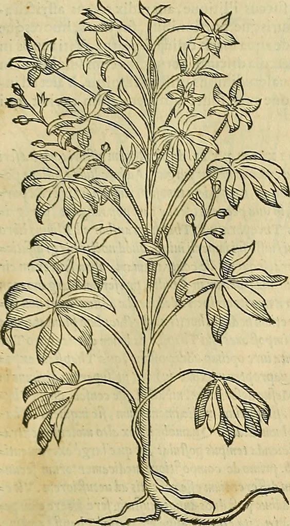 An illustration from Petri Andreae Matthioli Senensis serenissimi Principis Ferdinandi Archiducis Austriae & c., Medici, Commentarii secundo aucti : in libros sex Pedacii Dioscoridis Anazarbei de medica materia. Adiectis quàm plurimis plantarum, & animalium imaginibus quae in priore editione non habentur, eodem authore : his accessit eiusdem apologia adversus Amathum Lusitanum cum censura in eiusdem enarrationes, 1558, leaf 700