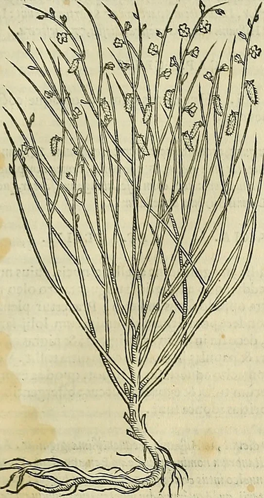 An illustration from Petri Andreae Matthioli Senensis serenissimi Principis Ferdinandi Archiducis Austriae & c., Medici, Commentarii secundo aucti : in libros sex Pedacii Dioscoridis Anazarbei de medica materia. Adiectis quàm plurimis plantarum, & animalium imaginibus quae in priore editione non habentur, eodem authore : his accessit eiusdem apologia adversus Amathum Lusitanum cum censura in eiusdem enarrationes, 1558, leaf 702