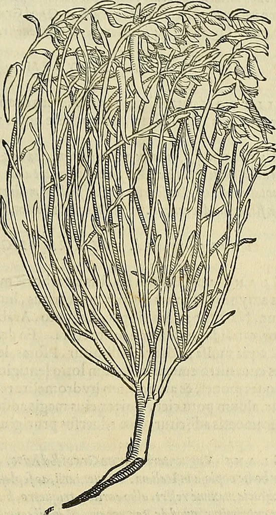 An illustration from Petri Andreae Matthioli Senensis serenissimi Principis Ferdinandi Archiducis Austriae & c., Medici, Commentarii secundo aucti : in libros sex Pedacii Dioscoridis Anazarbei de medica materia. Adiectis quàm plurimis plantarum, & animalium imaginibus quae in priore editione non habentur, eodem authore : his accessit eiusdem apologia adversus Amathum Lusitanum cum censura in eiusdem enarrationes, 1558, leaf 702