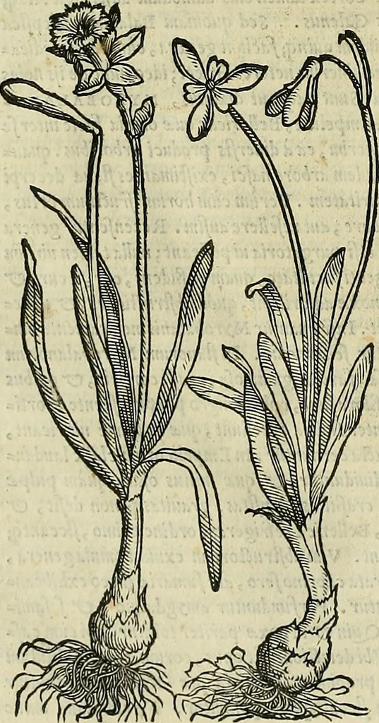 An illustration from Petri Andreae Matthioli Senensis serenissimi Principis Ferdinandi Archiducis Austriae & c., Medici, Commentarii secundo aucti : in libros sex Pedacii Dioscoridis Anazarbei de medica materia. Adiectis quàm plurimis plantarum, & animalium imaginibus quae in priore editione non habentur, eodem authore : his accessit eiusdem apologia adversus Amathum Lusitanum cum censura in eiusdem enarrationes, 1558, leaf 705