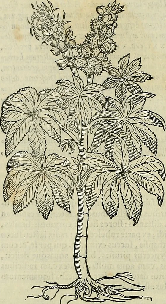 An illustration from Petri Andreae Matthioli Senensis serenissimi Principis Ferdinandi Archiducis Austriae & c., Medici, Commentarii secundo aucti : in libros sex Pedacii Dioscoridis Anazarbei de medica materia. Adiectis quàm plurimis plantarum, & animalium imaginibus quae in priore editione non habentur, eodem authore : his accessit eiusdem apologia adversus Amathum Lusitanum cum censura in eiusdem enarrationes, 1558, leaf 707