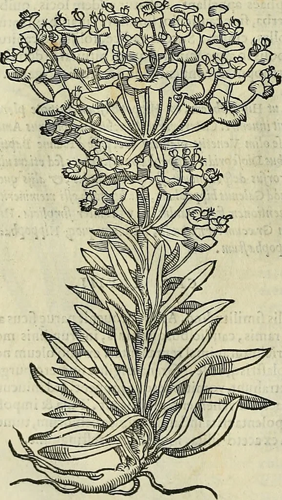 An illustration from Petri Andreae Matthioli Senensis serenissimi Principis Ferdinandi Archiducis Austriae & c., Medici, Commentarii secundo aucti : in libros sex Pedacii Dioscoridis Anazarbei de medica materia. Adiectis quàm plurimis plantarum, & animalium imaginibus quae in priore editione non habentur, eodem authore : his accessit eiusdem apologia adversus Amathum Lusitanum cum censura in eiusdem enarrationes, 1558, leaf 707